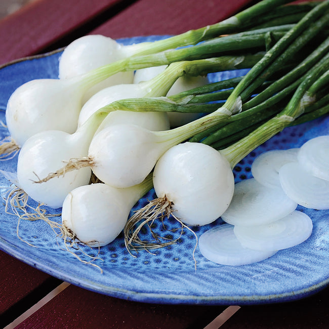 PACIFIC PEARL ONION