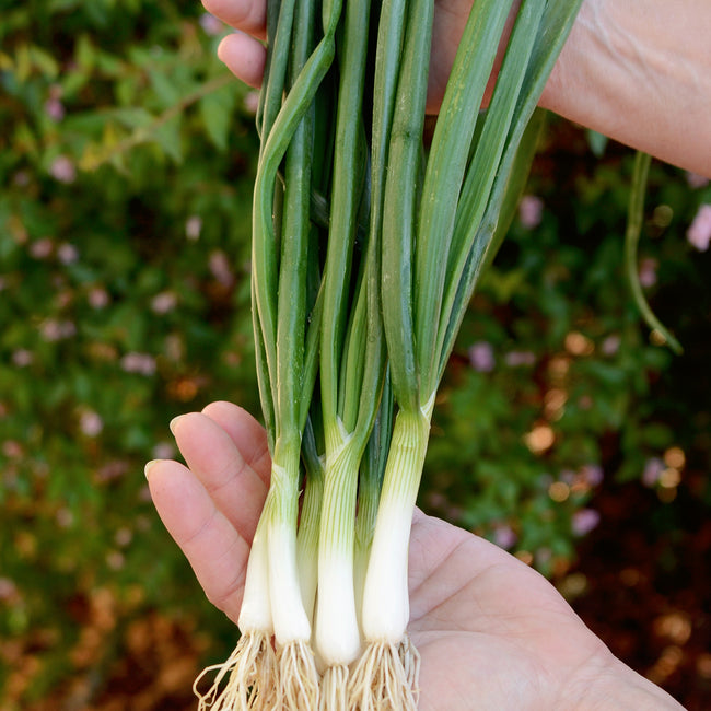 Close-up of White Lisbon bunching onions with white bulbs and long green tops held in a hand against a blurred garden background
