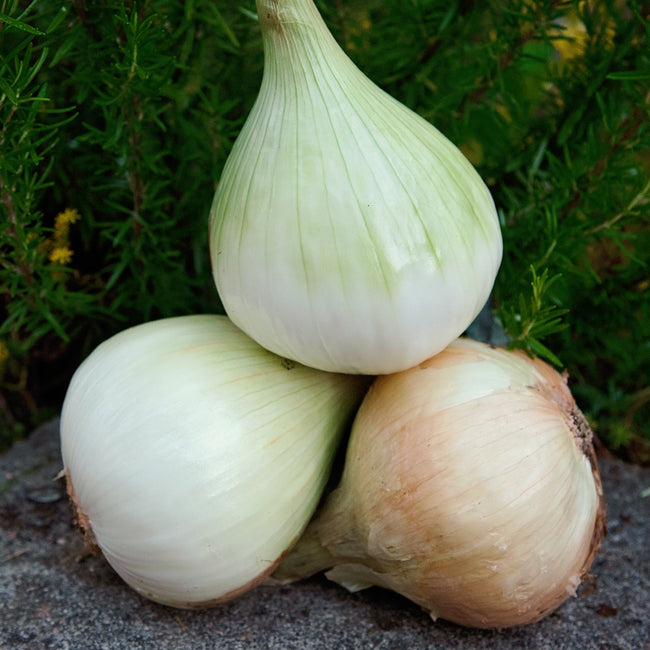 Front view of three Walla Walla sweet onions showcasing pale round bulbs and tapered necks on dark soil background