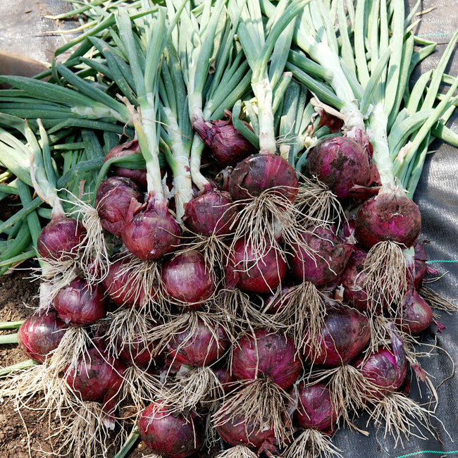 Front view of Red Spring onion bulbs showcasing glossy, wine-red round bulbs with tightly wrapped skin on soil background