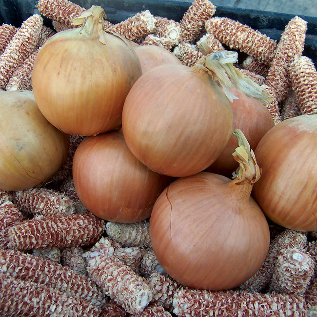 Close-up of Talon onion bulbs showing large round tan bulbs with papery skins on a bed of dried corn cobs
