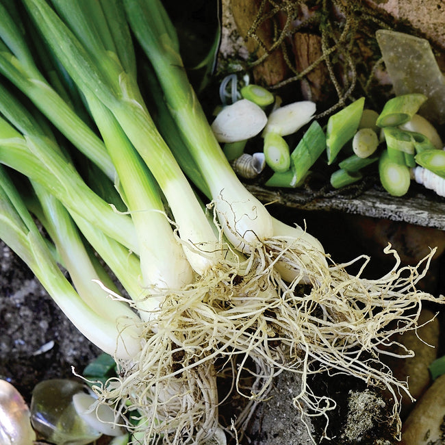 Close-up of Summer Island bunching onions showing white shanks, tangled roots, and jade-green tops on a soil background