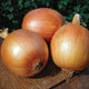 Close-up of three Patterson storage onion bulbs showing smooth golden-brown skins on a wooden surface with green foliage background