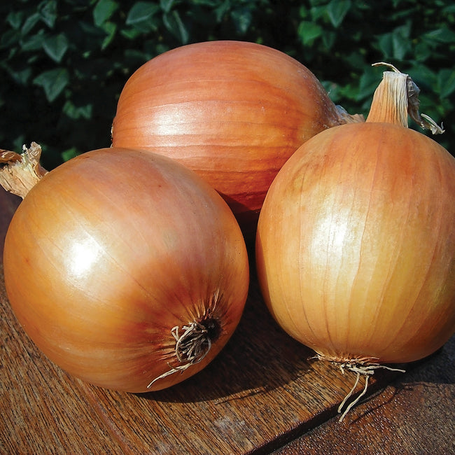 Close-up of three Patterson storage onion bulbs showing smooth golden-brown skins on a wooden surface with green foliage background