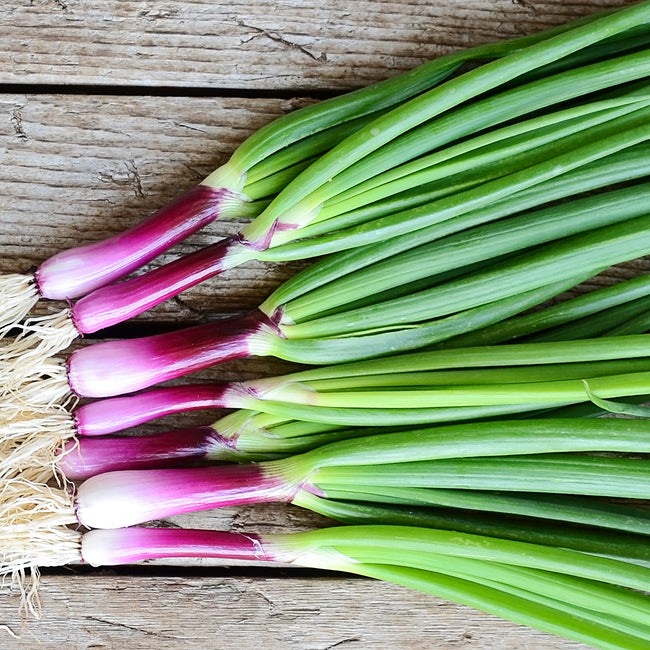 Top-down view of Apache bunching onions showcasing vibrant purple bases and long green tops on a wooden surface