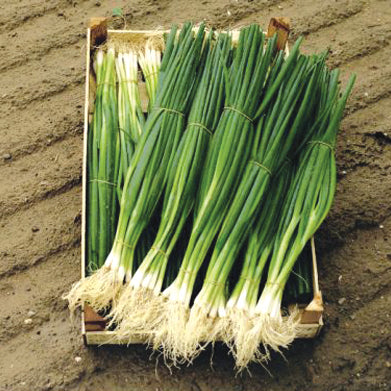 Close-up of Parade bunching onions showing white shanks and blue-green leaves on a neutral background
