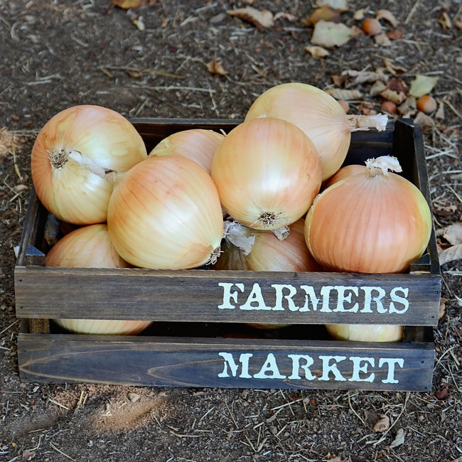 Close-up of Expression Onion showing tan skin and large 4-inch globes in a wooden crate