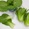 Close-up of baby Ching-Chiang pak choi leaves showing smooth medium-green leaves and thick petioles on white background