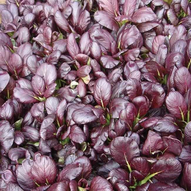 Close-up of Violetta pak choi leaves showing violet leaf tops and green undersides