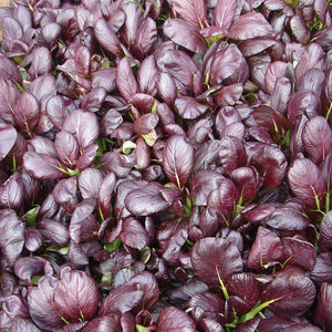 Close-up of Violetta pak choi leaves showing violet leaf tops and green undersides