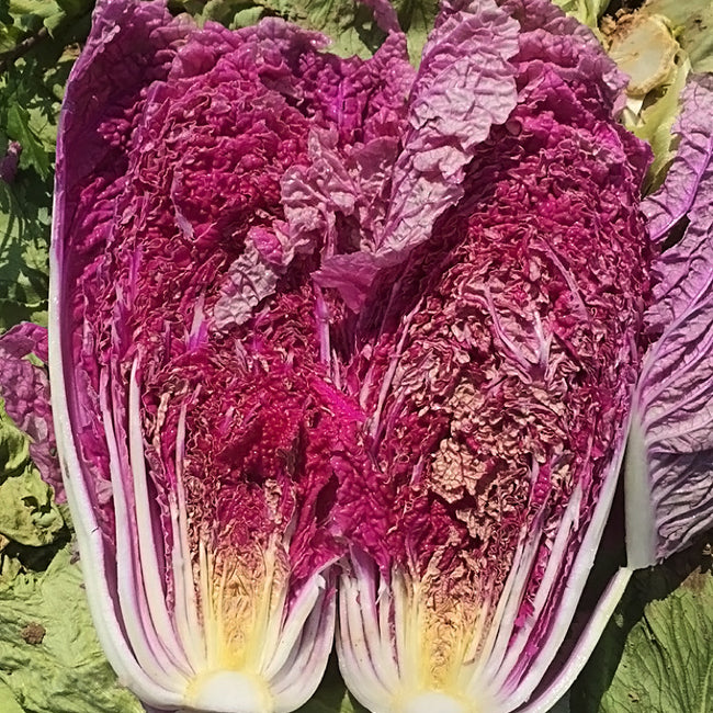 Lengthwise cut of Scarlette Chinese cabbage showing deep magenta-purple inner leaves and white midribs on leafy background