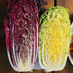 Three-quarter view of Scarlette Chinese cabbage showcasing deep magenta-purple leaves with white midribs on a plain background