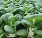 Front view of Bopak pak choi plants showing compact upright heads, glossy deep-green leaves and wide ivory stems in rows on soil