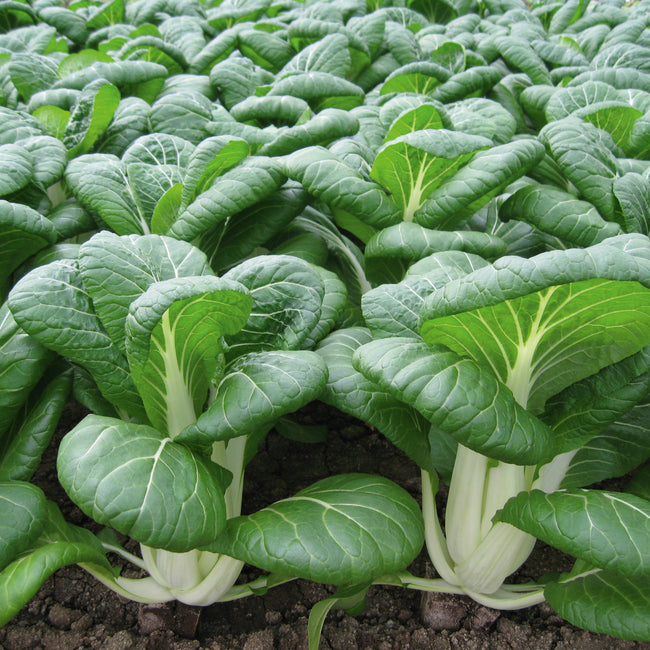 Front view of Bopak pak choi plants showing compact upright heads, glossy deep-green leaves and wide ivory stems in rows on soil