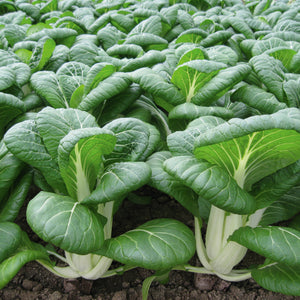 Front view of Bopak pak choi plants showing compact upright heads, glossy deep-green leaves and wide ivory stems in rows on soil