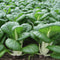 Front view of Bopak pak choi plants showing compact upright heads, glossy deep-green leaves and wide ivory stems in rows on soil