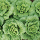 WA WA TSAI-CHINESE CABBAGE