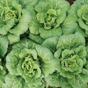 WA WA TSAI-CHINESE CABBAGE