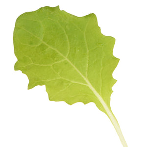 Close-up of Tokyo Bekana Chinese cabbage leaves showcasing tender light-green curled baby leaves on a white background