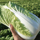 Hand holding Emiko Chinese cabbage showing upright barrel-shaped head and pale yellow heart with field background