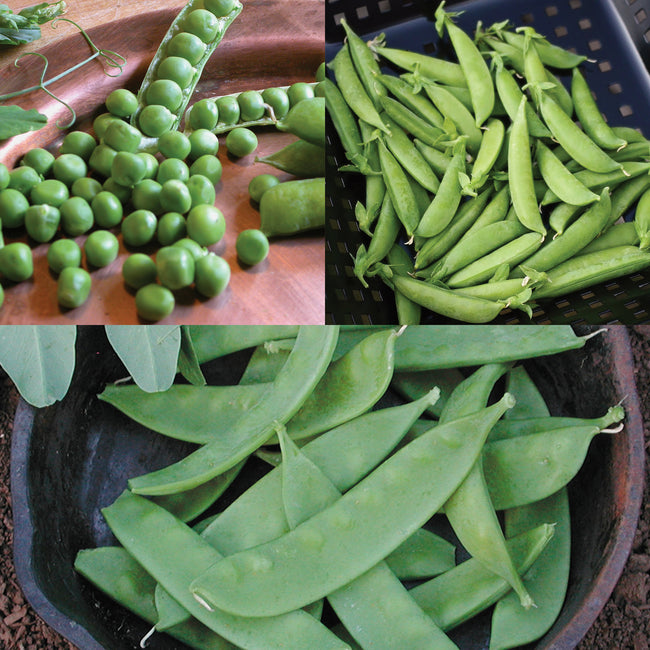 PEA-PLES CHOICE-PEA