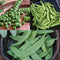 PEA-PLES CHOICE-PEA