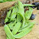 Close-up of Avalanche snow pea pods showcasing bright green pods and tendrils on a soil background