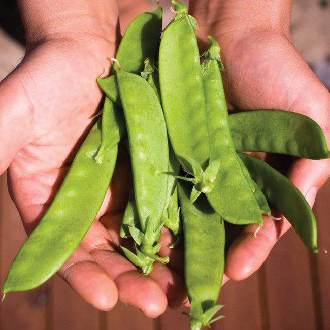 Close-up of Avalanche snow pea pods held in hands showcasing dark green pods and tendrils