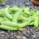 Close-up of Sugar Ann snap peas showing medium-green 2 1/2-inch pods on a pebbled surface