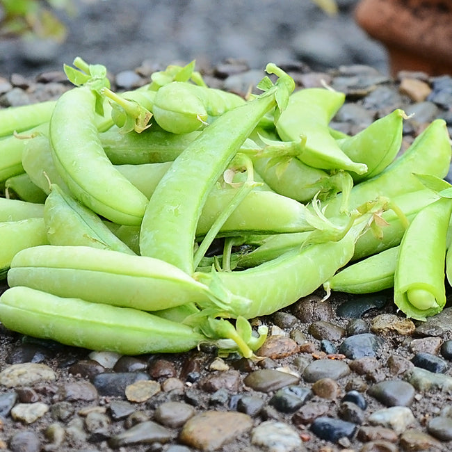 Close-up of Sugar Ann snap peas showing medium-green 2 1/2-inch pods on a pebbled surface