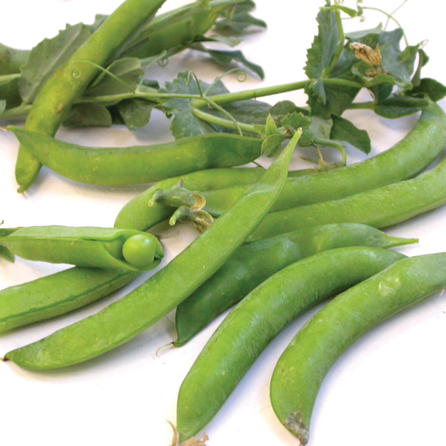 Close-up of Sugar Ann snap pea pods and blossoms showing medium-green 2 1/2 inch pods and leaves on white background