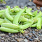 Close-up of Sugar Ann snap peas showing medium-green 2 1/2-inch pods on a pebbled surface