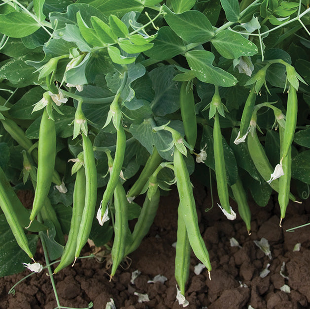 Close-up of Snak Hero snap pea plant showcasing clusters of slender, round green 4-inch stringless pods on leafy background