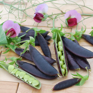 Close-up of Sugar Magnolia snap pea pods showcasing violet pods and an open pod with bright green peas on a wooden surface