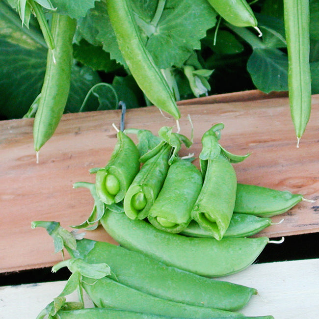 Close-up of Cascadia snap pea pods showcasing thick, juicy dark green 3.5-inch pods on a wooden board