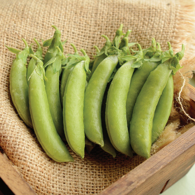 CASCADIA-PEA