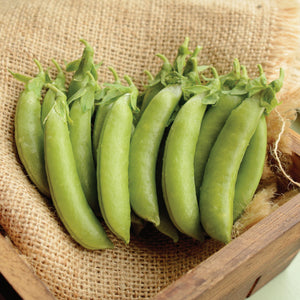 CASCADIA-PEA