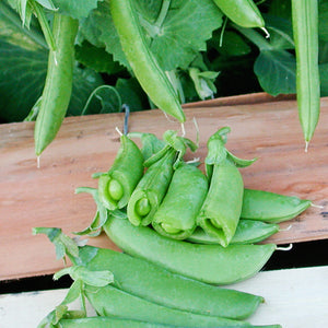 Close-up of Cascadia snap pea pods showcasing thick, juicy dark green 3.5-inch pods on a wooden board