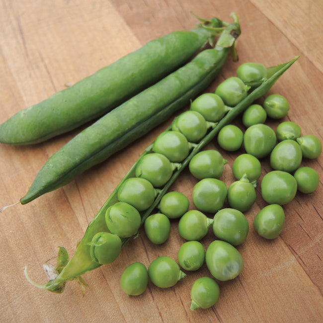 Close-up of Green Arrow pea pods and shelled peas showing plump peas and pods on white background