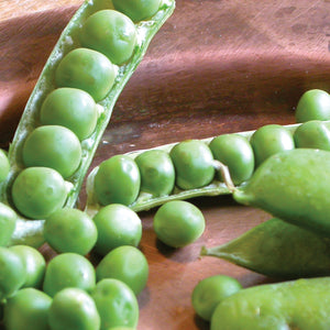 Close-up of Green Arrow pea pods showing plump peas inside an open pod on a brown background
