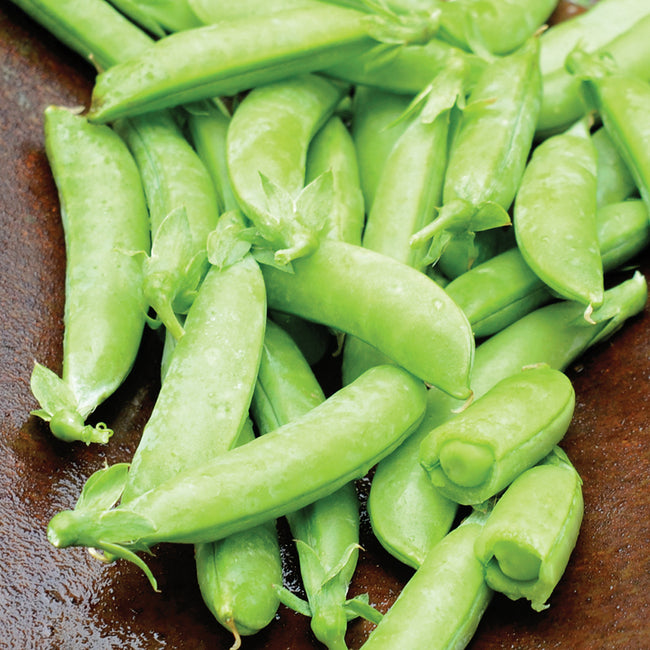 Close-up of Nairobi snap pea pods showing dark green, plump stringless pods in a small pile