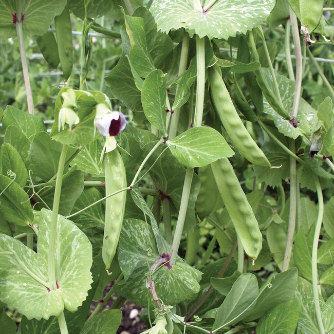 FRIEDA WORLDS-PEA