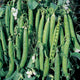 Close up of Canoe shelling pea pods showing long curved, boat-shaped pods packed with peas on green foliage background