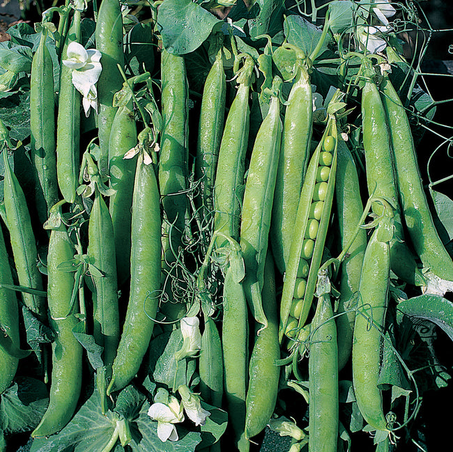 Close up of Canoe shelling pea pods showing long curved, boat-shaped pods packed with peas on green foliage background