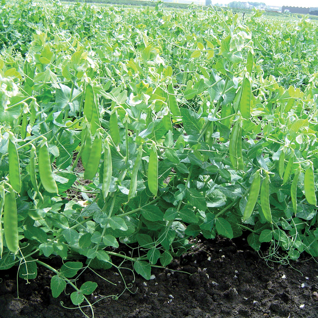 Close-up of Sweet Horizon snow pea plants showing flat 3–4 inch pods on upright stems in a garden setting