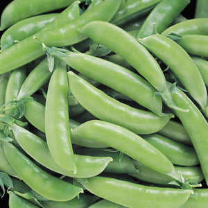 Close-up of Super Sugar Snap pea pods showcasing plump, bright green, thick-walled stringless pods piled together