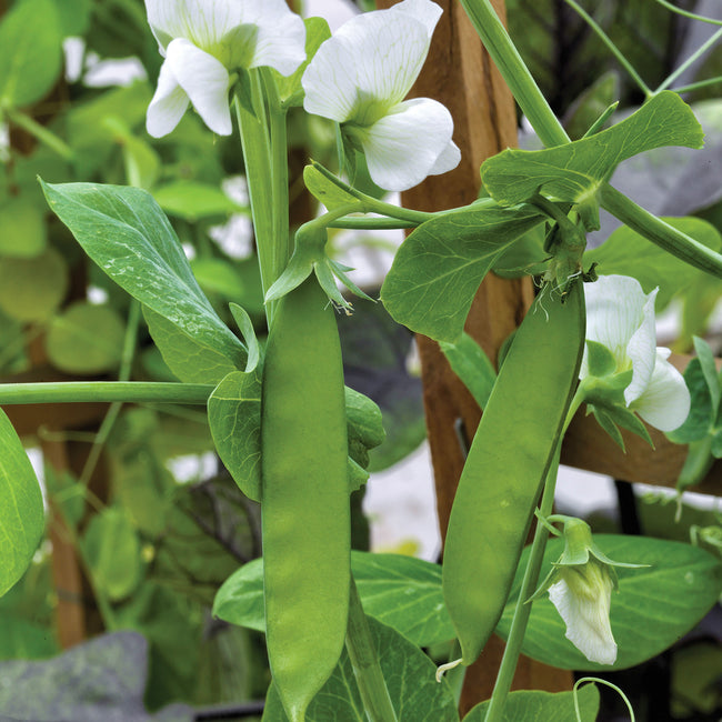 Close-up of Little Snowpea White pea plant showing two green pods and white pea flowers on a wooden trellis