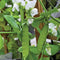 Close-up of Little Snowpea White pea plant showing two green pods and white pea flowers on a wooden trellis
