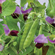 Close-up of Little Snowpea Purple pea pods with bicolor purple flowers and green foliage