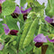 Close-up of Little Snowpea Purple pea pods with bicolor purple flowers and green foliage